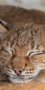 Animals,Iris,Muzzle,Sleep,Big Cat,Dream,Predator