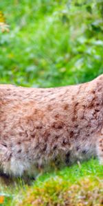 Animaux,Opinion,Faune,Gros Chat,Iris,Vue,Fauve,Prédateur