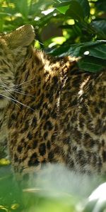 Animales,Jaguar