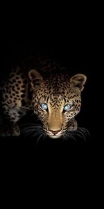 Животные,Ягуар (Jaguar)