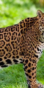 Jaguar,Gato Montés,Animales,Depredador,Gato Salvaje