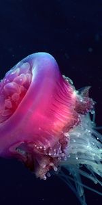 Animals,Jellyfish