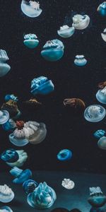 Jellyfish,Animaux,Aquarium,Monde Sous Marin