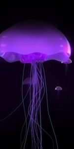 Animaux,Jellyfish,Mer