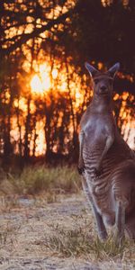 Puesta Del Sol,Canguro,Vida Silvestre,Gracioso,Animales,Fauna Silvestre