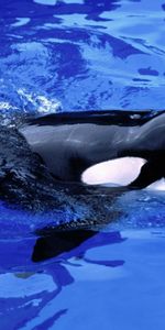 Animals,Killer Whales