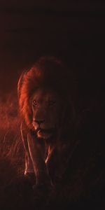 Animals,King Of Beasts,King Of The Beasts,Predator,Big Cat,Wildlife,Lion