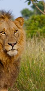 Animaux,Roi Des Bêtes,Gros Chat,Fauve,Un Lion,Lion