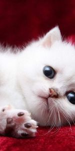 Animales,Gatito,Hermosa,Hermoso