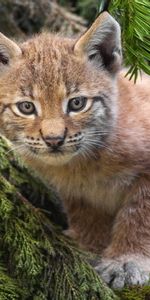 Animaux,Épicéa,Sapin,Aiguilles,Minou,Branches,Chaton,Iris