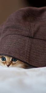 Animals,Kitty,Hide,Hat,Look Out,Kitten,Peek Out