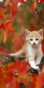 Cacher,Animaux,Feuilles,Chaton,Minou