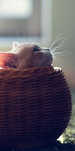 Animals,Kitty,Hide,Playful,Basket,Kitten