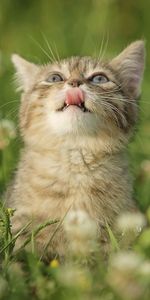 Animals,Kitty,Language,Tongue,Lick Your Lips,Licking,Curiosity,Grass,Kitten