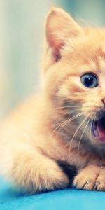 Animals,Kitty,Muzzle,Beautiful,Kid,Tot,Open Mouth,Kitten