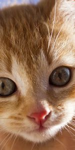 Animals,Kitty,Muzzle,Opinion,Sight,Fright,Redhead,Kitten