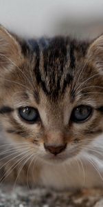 Animals,Kitty,Muzzle,Sight,Opinion,Kid,Tot,Kitten