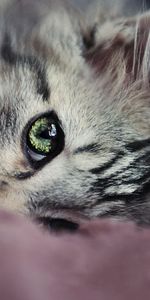 Animals,Kitty,Muzzle,Sight,Opinion,Nice,Sweetheart,Kitten,Eyes