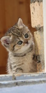 Animals,Kitty,Muzzle,Sight,Opinion,Window,Curiosity,Kitten,Glass,Frame