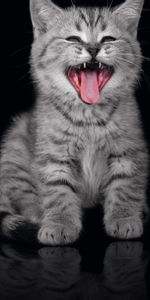 Animals,Kitty,Muzzle,To Yawn,Yawn,Kitten,Dark Background