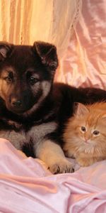 Animals,Kitty,Pair,Kitten,Dog,Couple,Friends