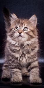 Animals,Kitty,Pet,Opinion,Sight,Nice,Sweetheart,Kitten