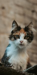 Animal Domestique,Vue,Opinion,Minou,Animal,Chaton,Animaux,Chat