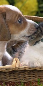 Animals,Kitty,Puppy,Basket,Friendship,Kitten,Flowers