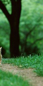 Animals,Kitty,Redhead,Is Sitting,Sits,Kitten,Cat