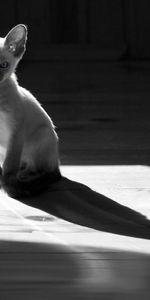 Animals,Kitty,Shadow,Grey,Bw,Kitten,Chb