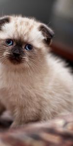 Animals,Kitty,Sweetheart,Nice,Scotsman,Lop Eared,Kitten