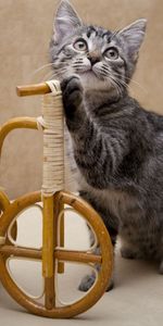 Animals,Kitty,Toy,Basket,Bicycle,Curiosity,Kitten