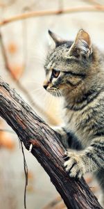 Animals,Kitty,Tree,Branches,Climb,Humid,Wood,Kitten,Wet