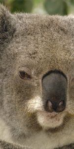 Animaux,Koalas