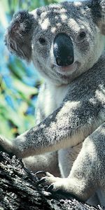 Animals,Koalas