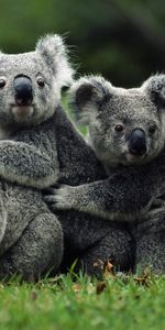 Animals,Koalas