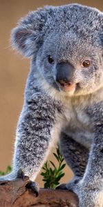 Animales,Koalas