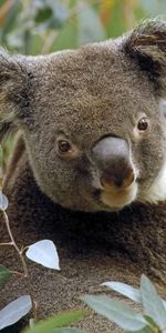 Animaux,Koalas