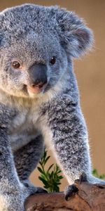 Animals,Koalas