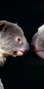 Pareja,Par,Animales,Koalas,Sensibilidad,Ternura