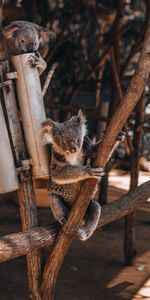 Bois,Arbre,Animal,Koala,Animaux,Koalas