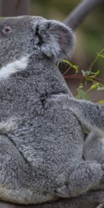 Animals,Koalas,Young,Pair,Tree,Joey,Wood,Couple