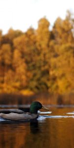 Animaux,Lac,Canard,Automne