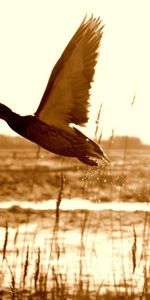 Animals,Lake,Flight,Duck,Grass