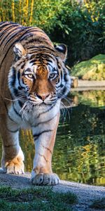 Animals,Lake,Predator,Sight,Opinion,Big Cat,Tiger