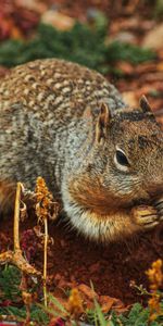 Animales,Ardilla,Tierra,Roedor,Cavar