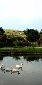 Animals,Landscape,Birds,Rivers,Geese