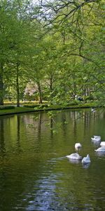 Cygnes,Animaux,Rivières,Arbres,Paysage,Oiseaux,Bateaux