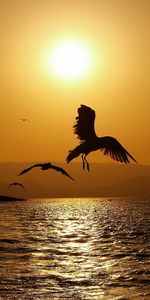 Animaux,Oiseaux,Mer,Paysage,Coucher De Soleil