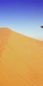 Animals,Landscape,Desert,Camels,Sand